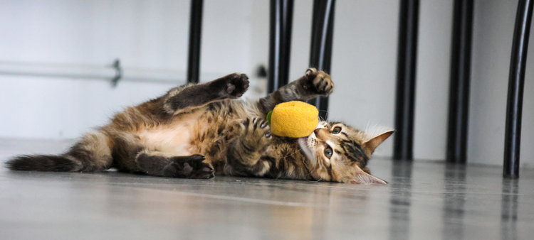 Balle pour chat avec Cataire Herbe à chat catnip
