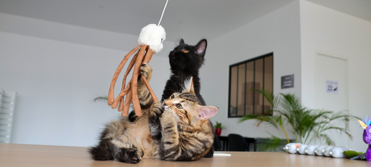 Canne a peche pour chat