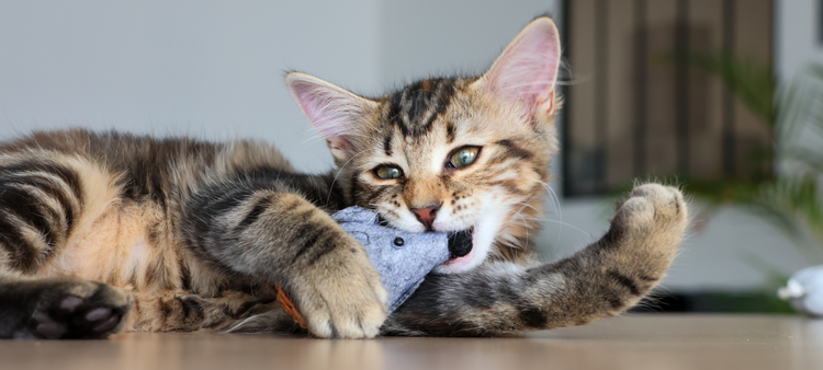 Jouet pour Chat Matabi Madnip