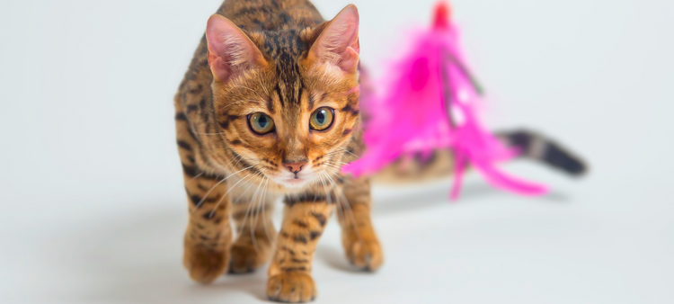 Jouet à plumes pour chat