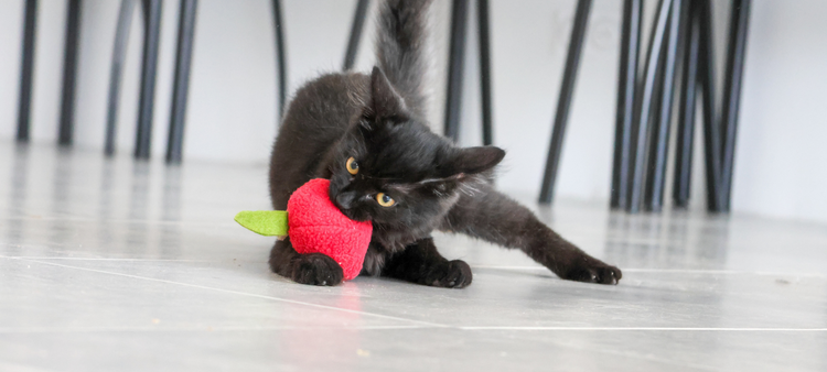 Jouet pour chat avec catnip cataire