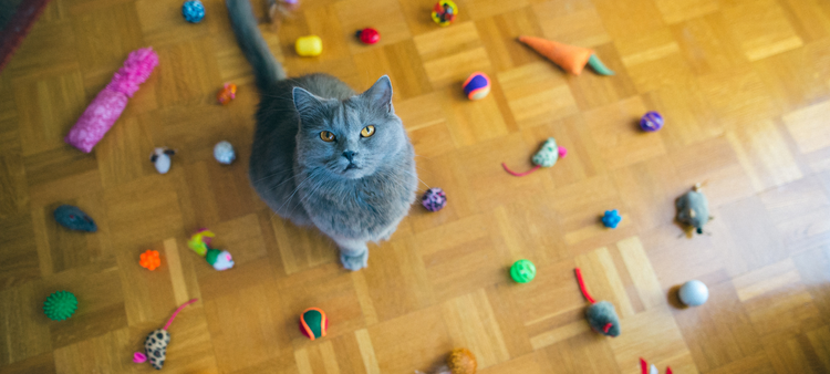 Jouets pour Chat et Chaton