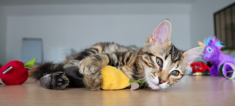 Jouet pour chat