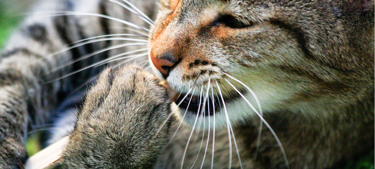 Friandises de Mastication pour Chat