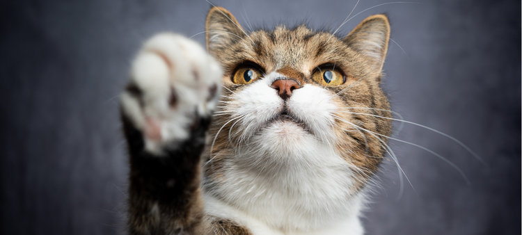 Friandises de Récompense pour Chat