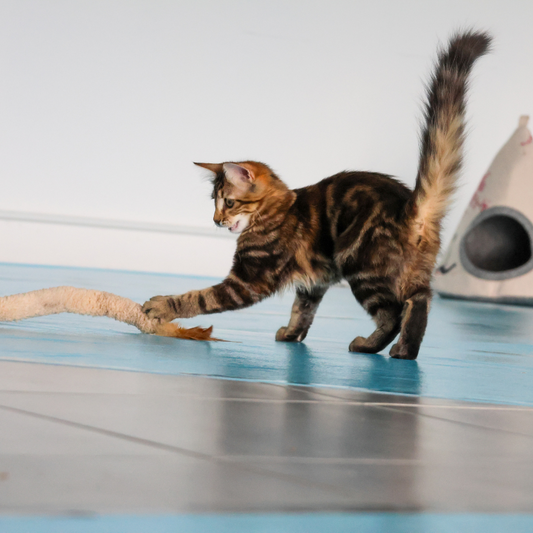 Baguette Serpent Plume