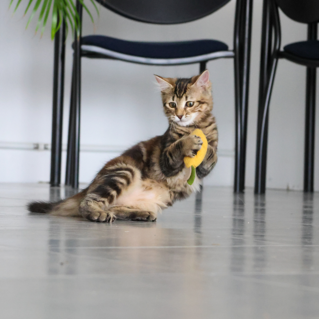 Pomme Citron
