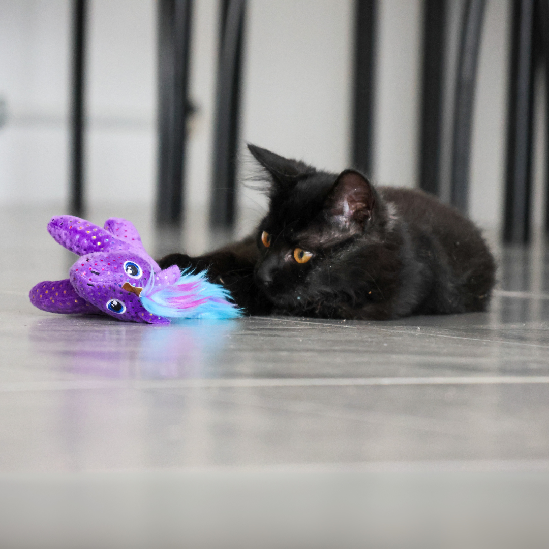 Licorne