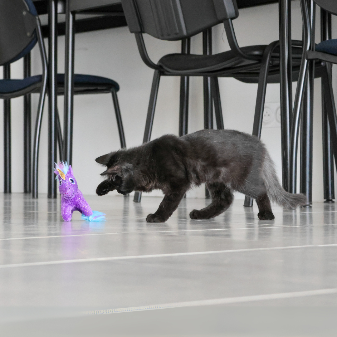 Licorne