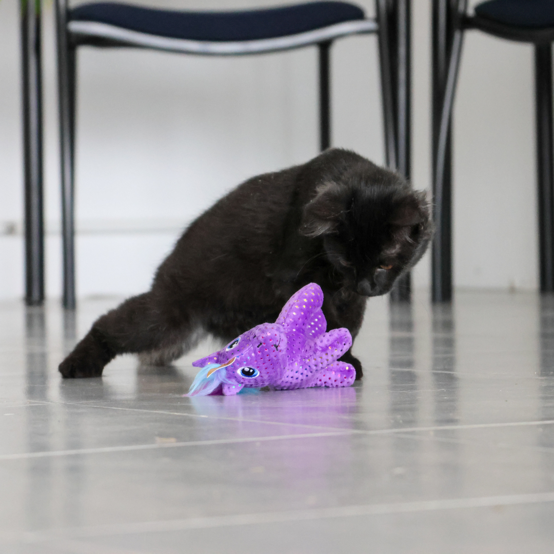 Licorne