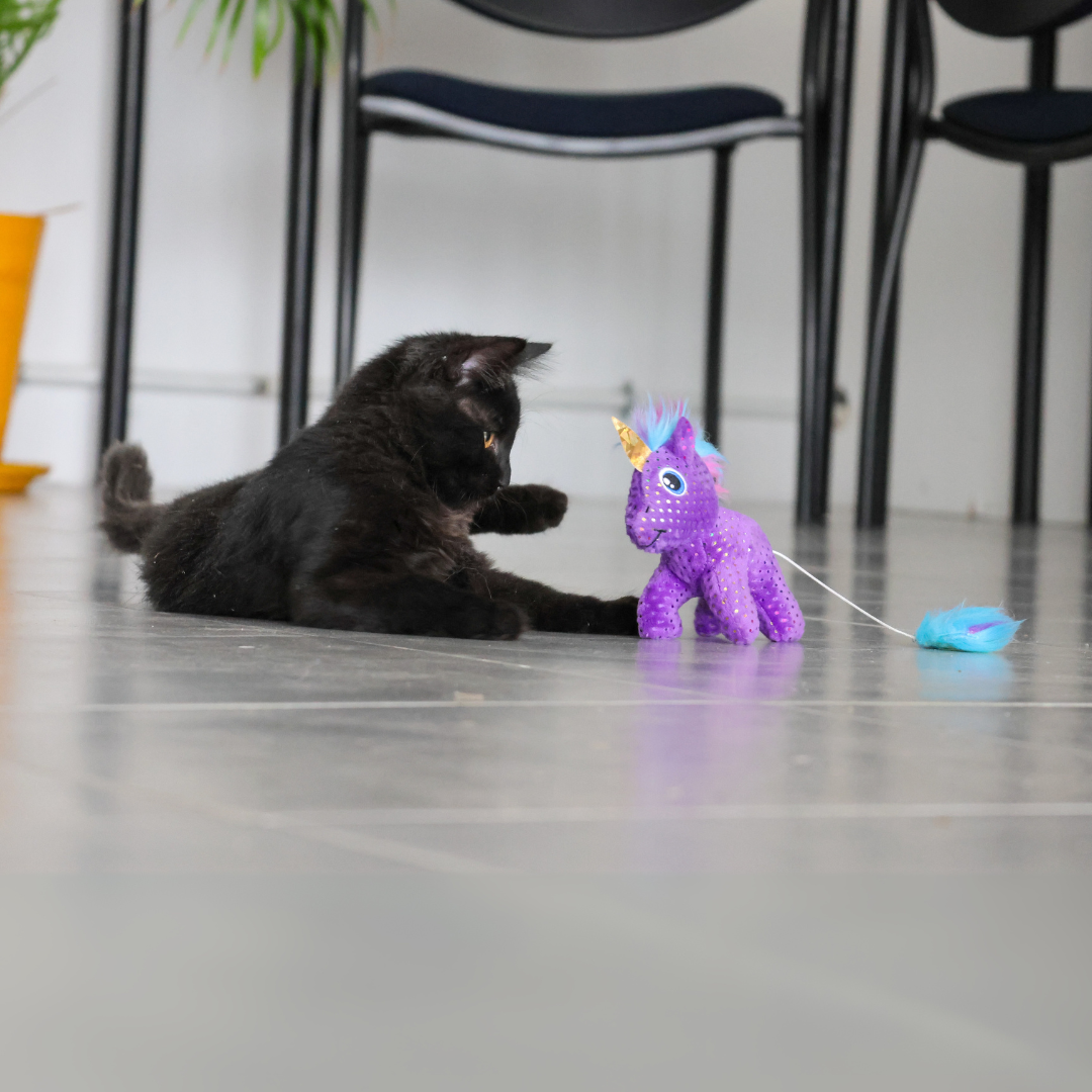 Licorne
