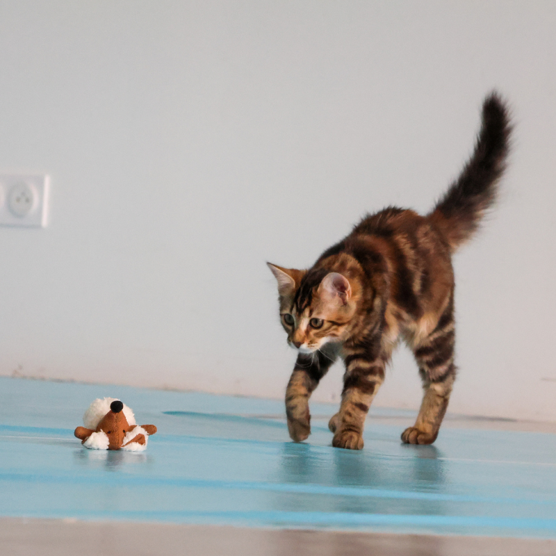 La Petite Souris