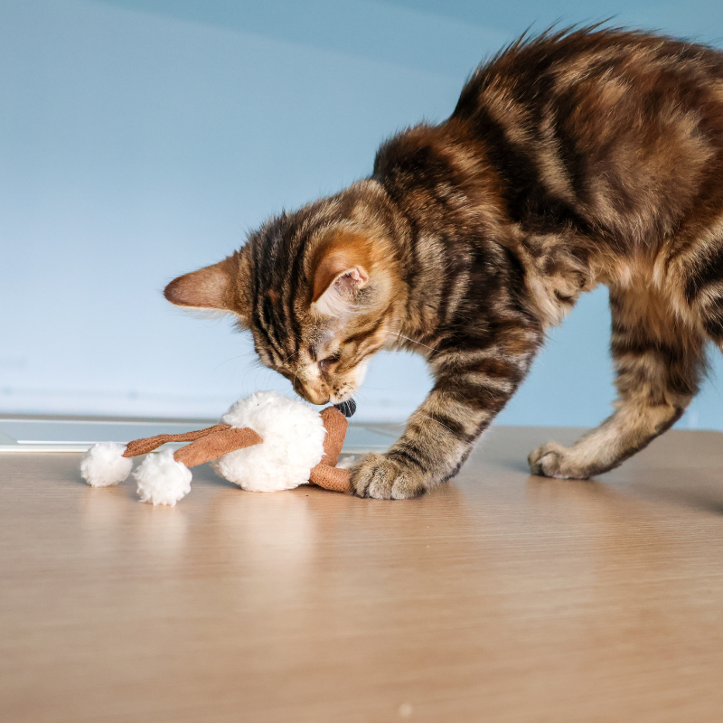 La Petite Souris
