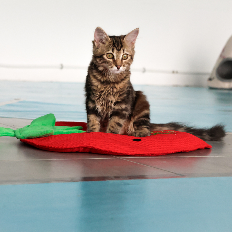 Tapis de jeu fraise