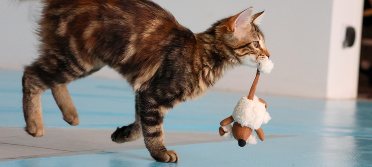 Souris pour chat