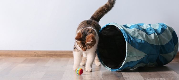 Balles pour chat
