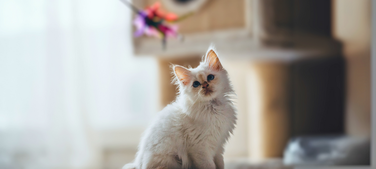 Cannes à pèche pour Chat