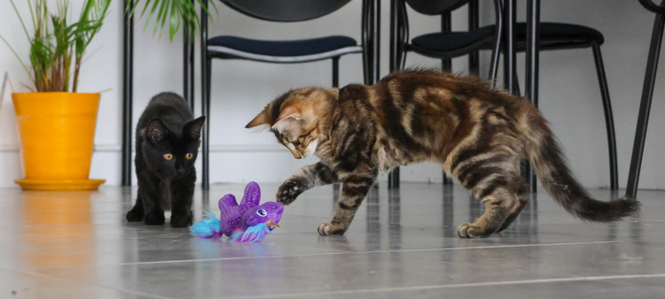Jouets interactifs pour chat et chaton